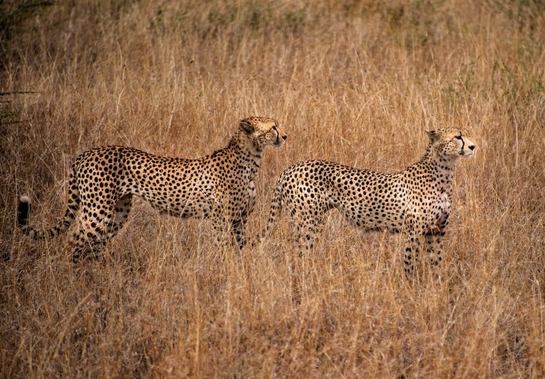 two cheetah standing next to each other in tall grass