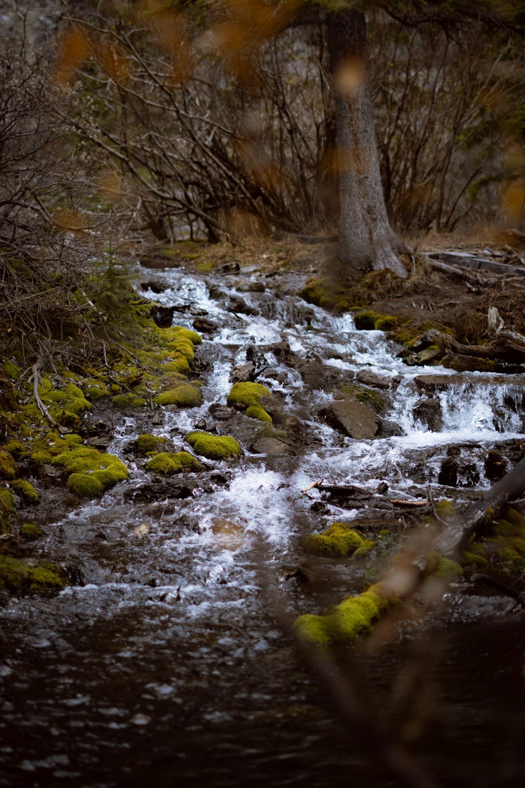 A stream running through a forest filled with trees