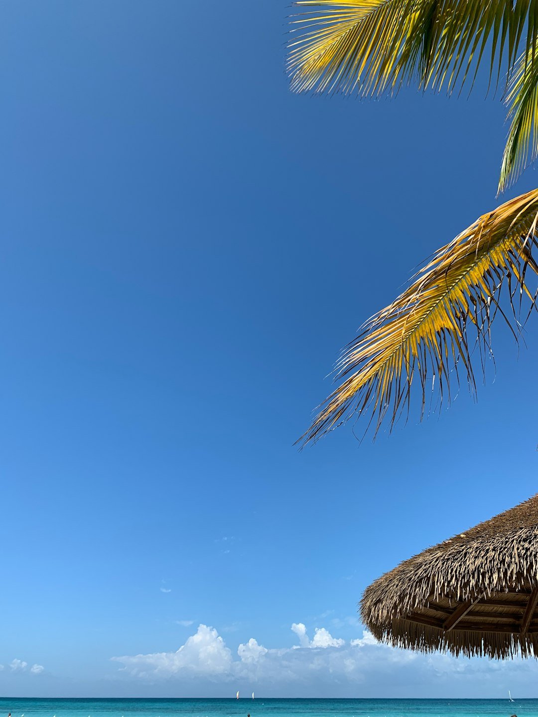 a beach with a palm tree and a blue sky