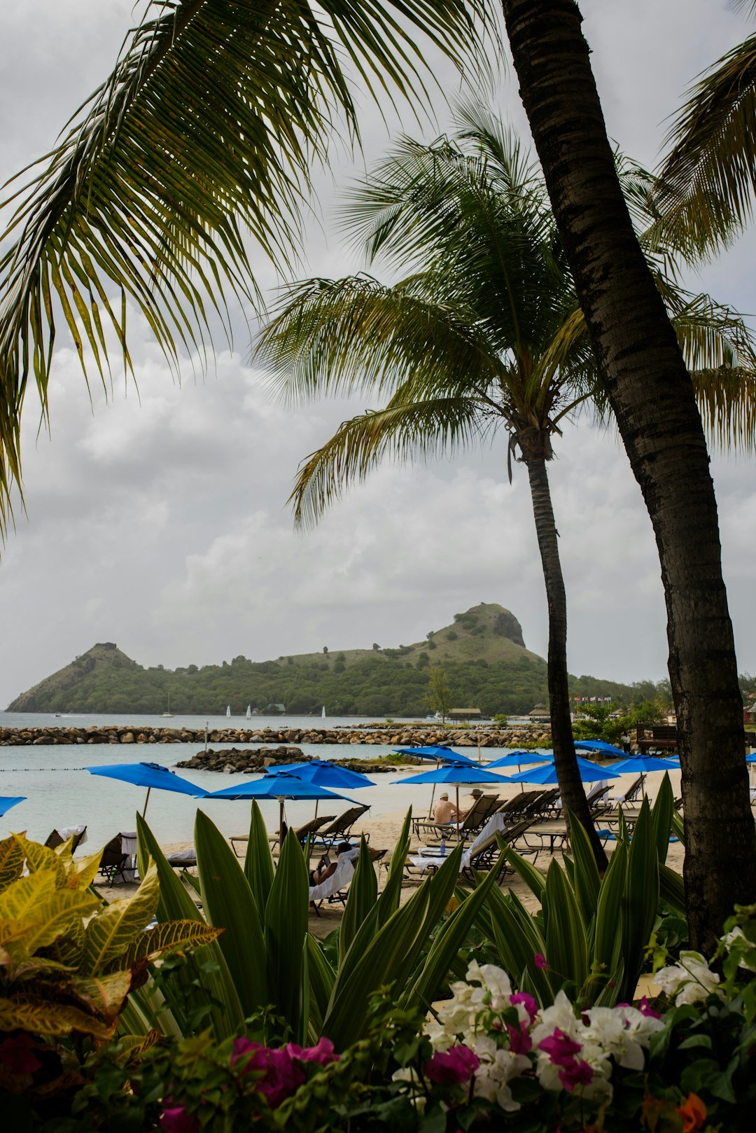 green coconut palm tree near body of water during daytime