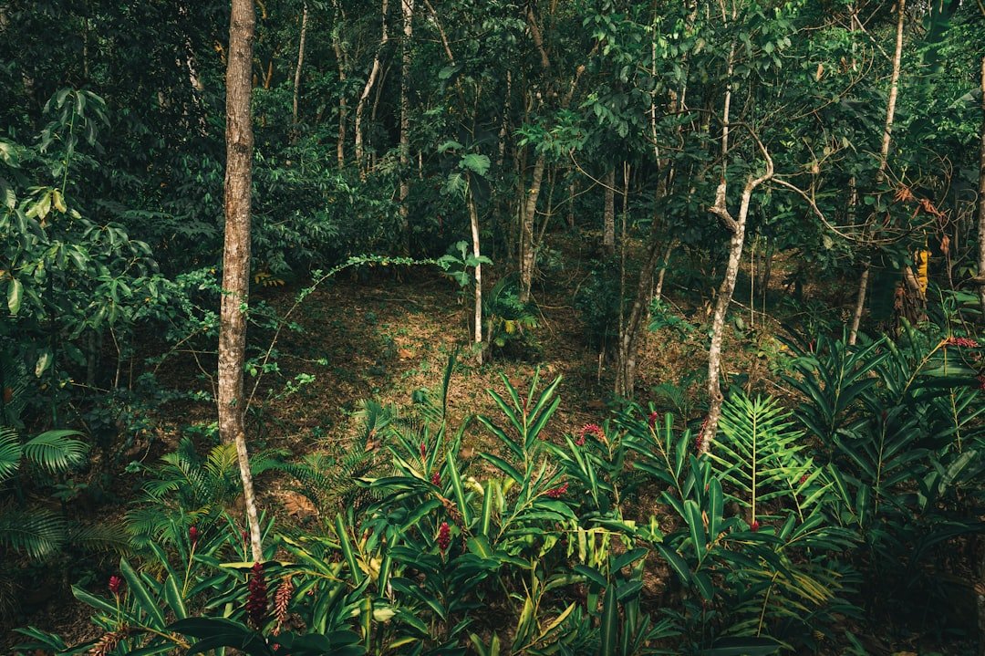 green plants and trees during daytime