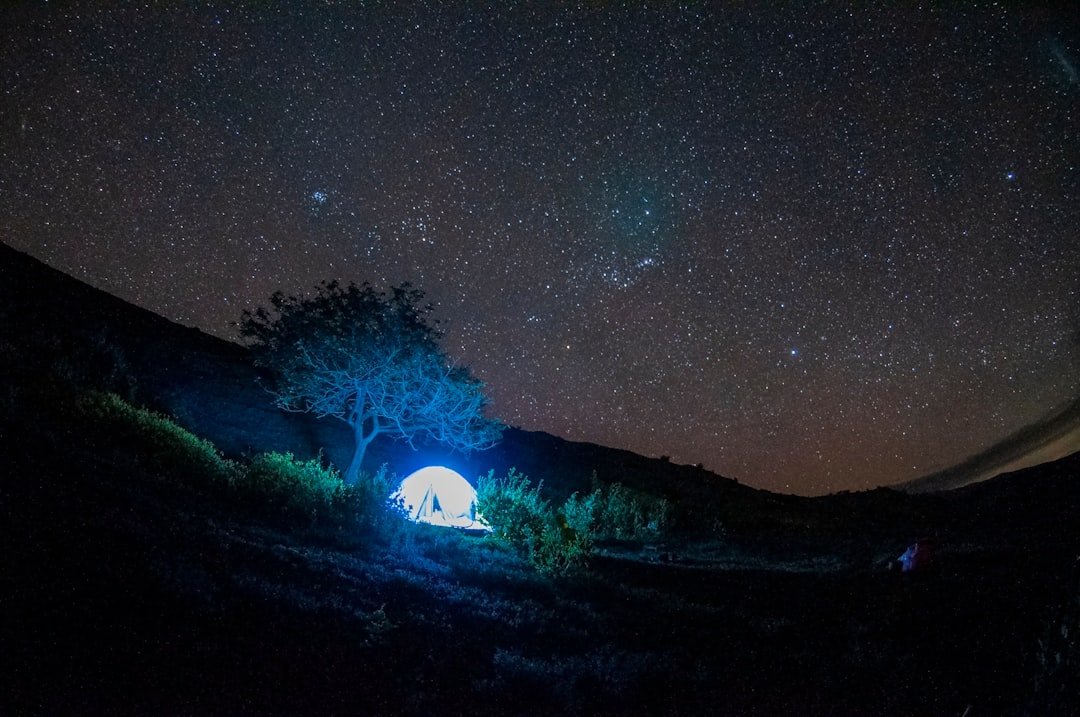 green tree under starry night