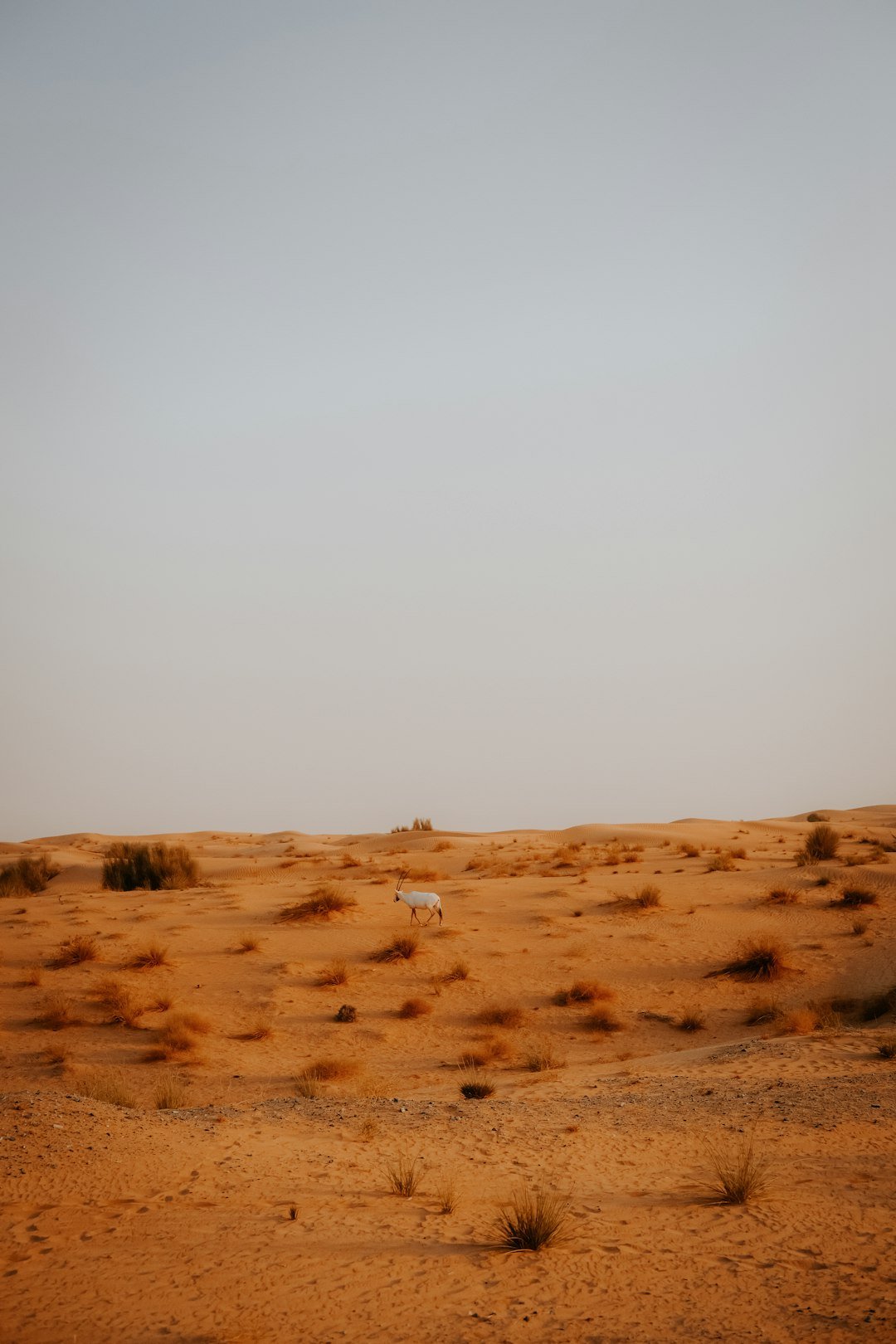 a lone sheep in the middle of a desert
