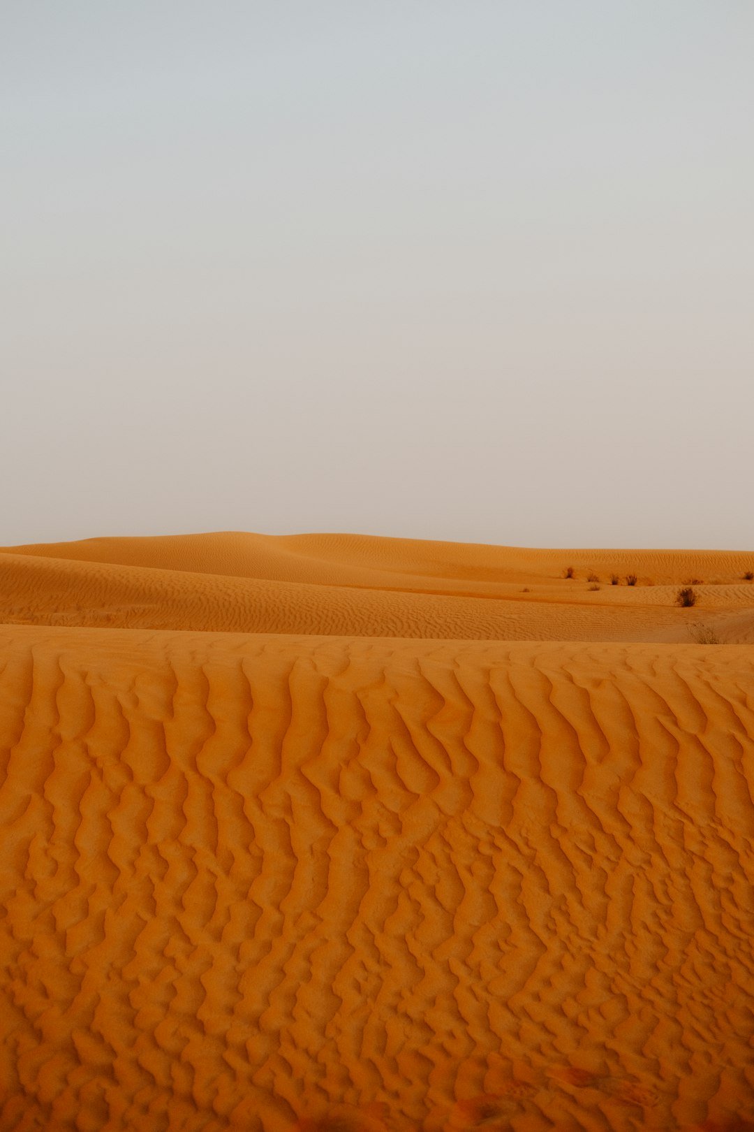 a lone tree in the middle of a desert