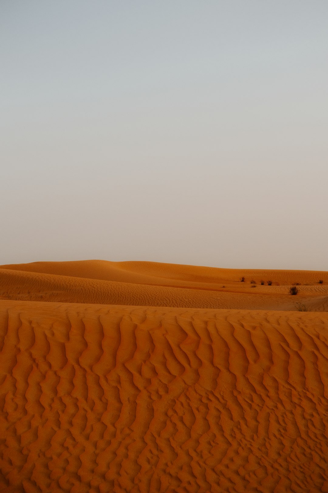 a lone tree in the middle of a desert