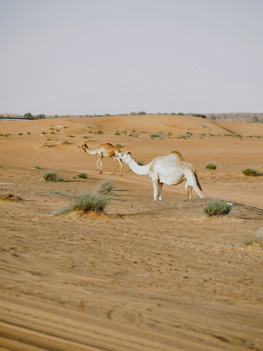a couple of animals that are standing in the dirt