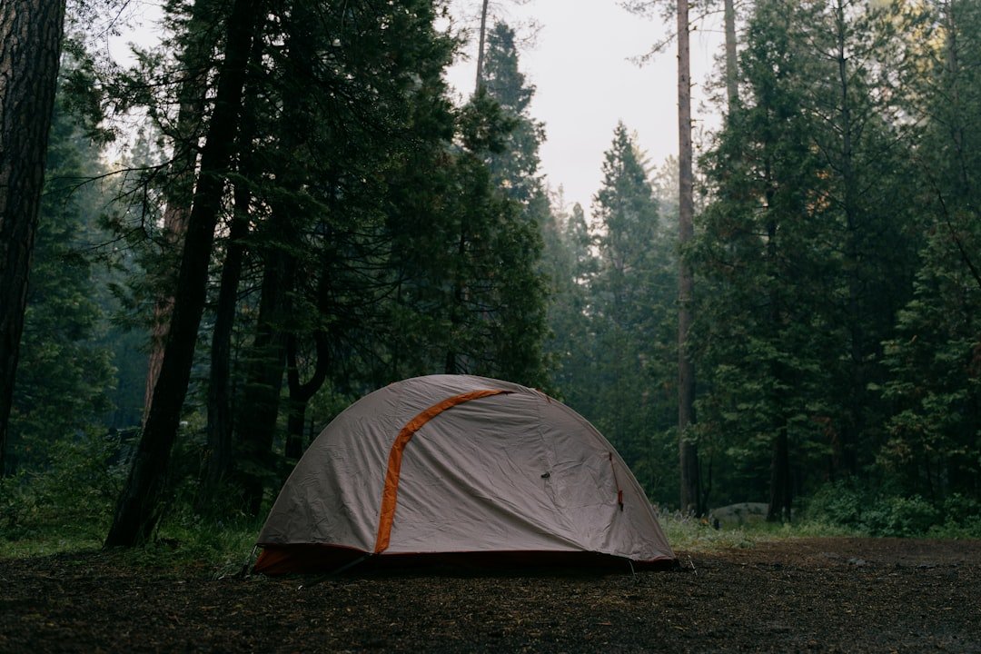 a tent pitched up in the middle of a forest