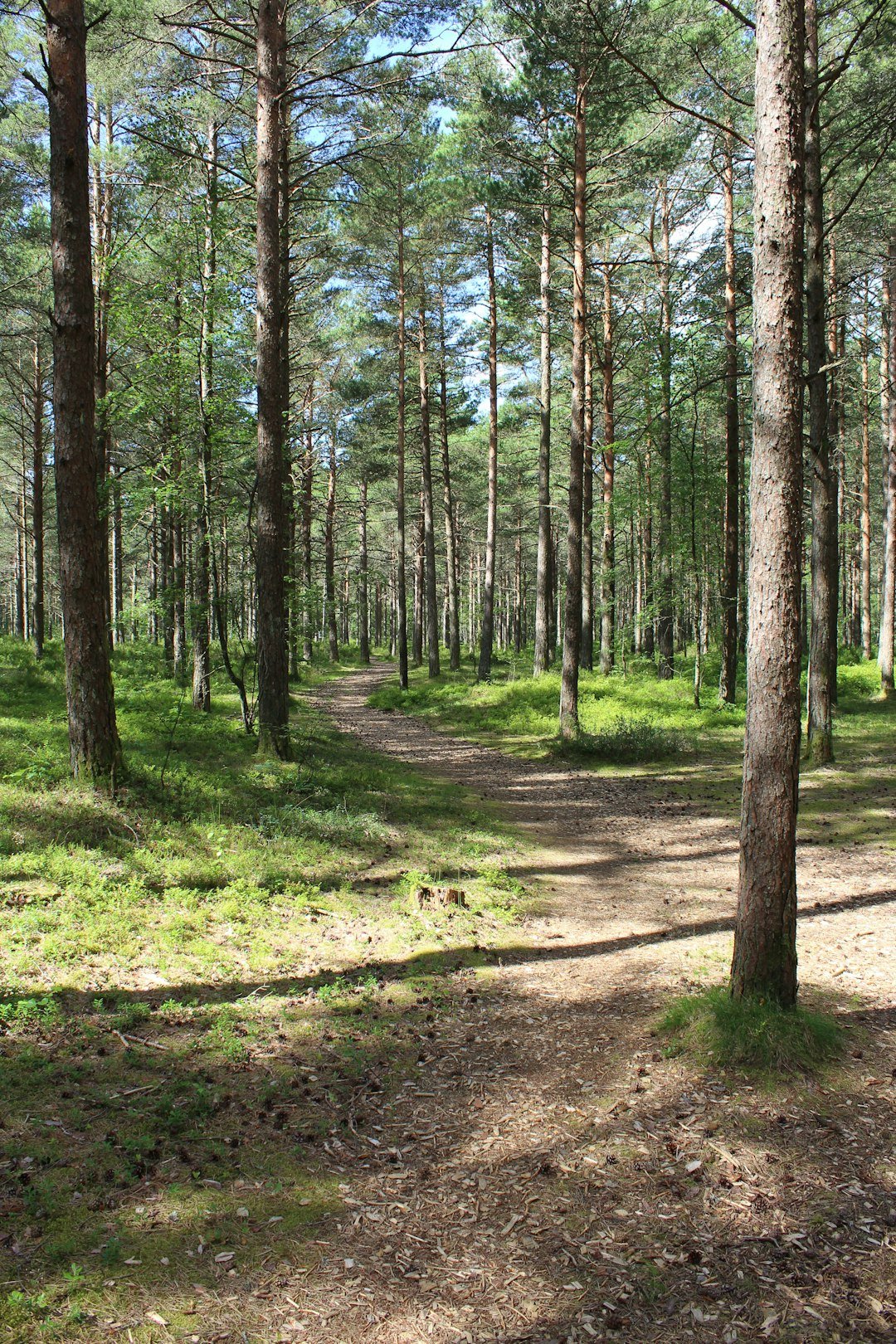 A path in the middle of a forest with lots of trees