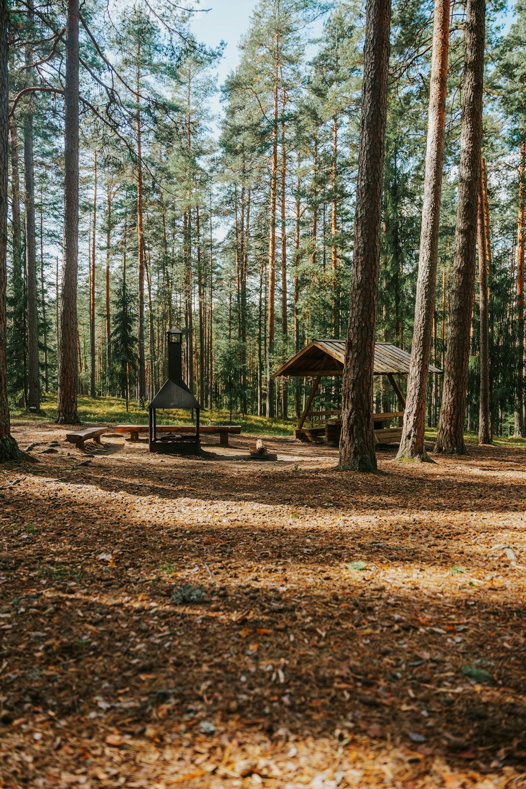a wooded area with trees and a shelter