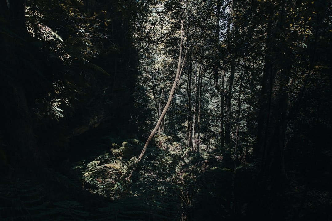 green leafed trees
