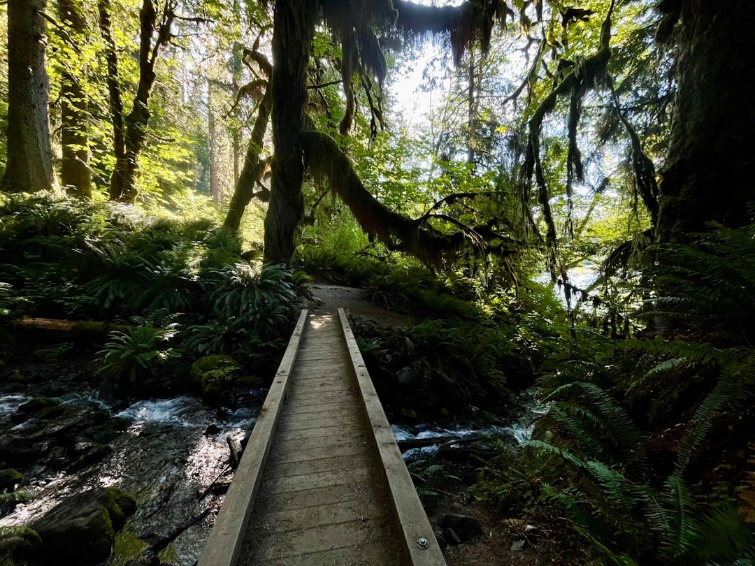 a wooden bridge in a forest