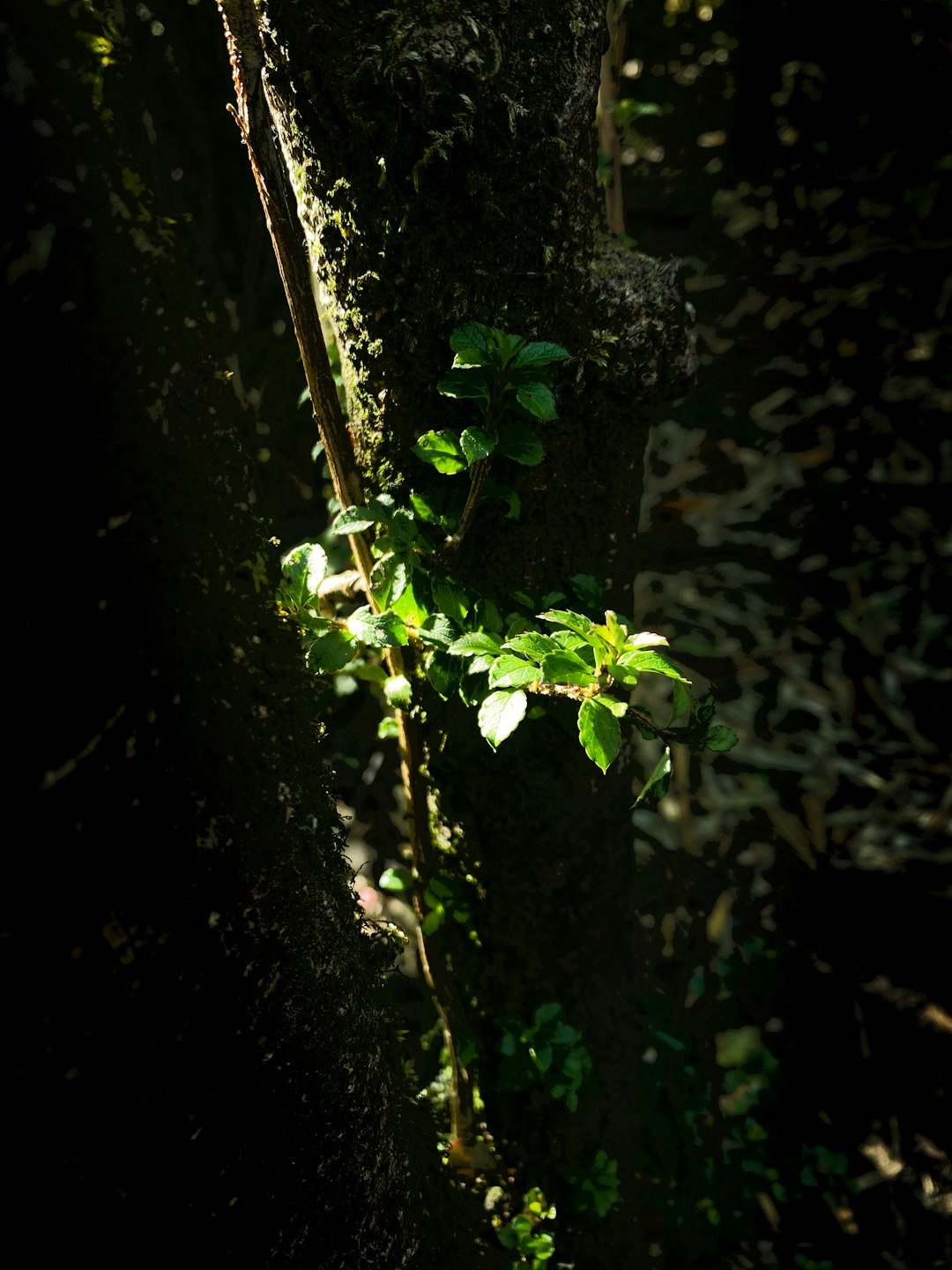 A plant growing on the side of a tree trunk