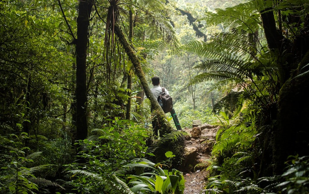 a person walking in a forest