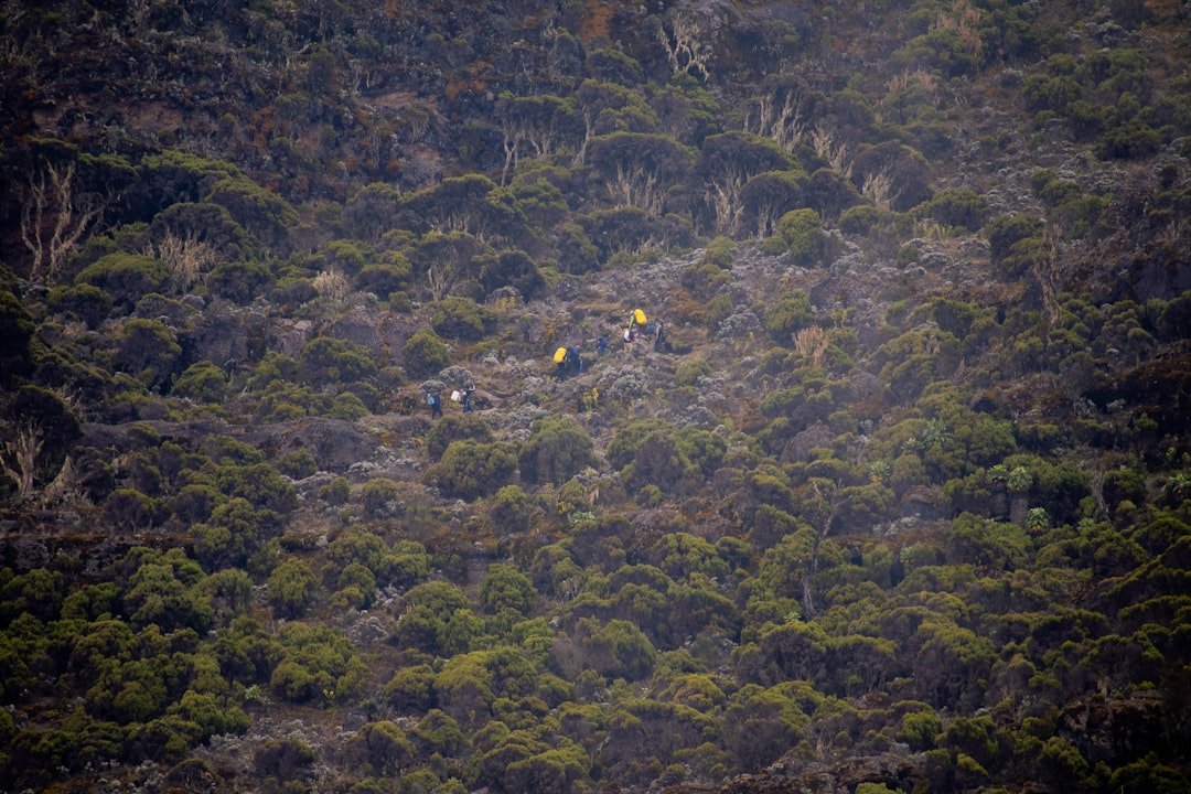 A bird flying over a lush green forest