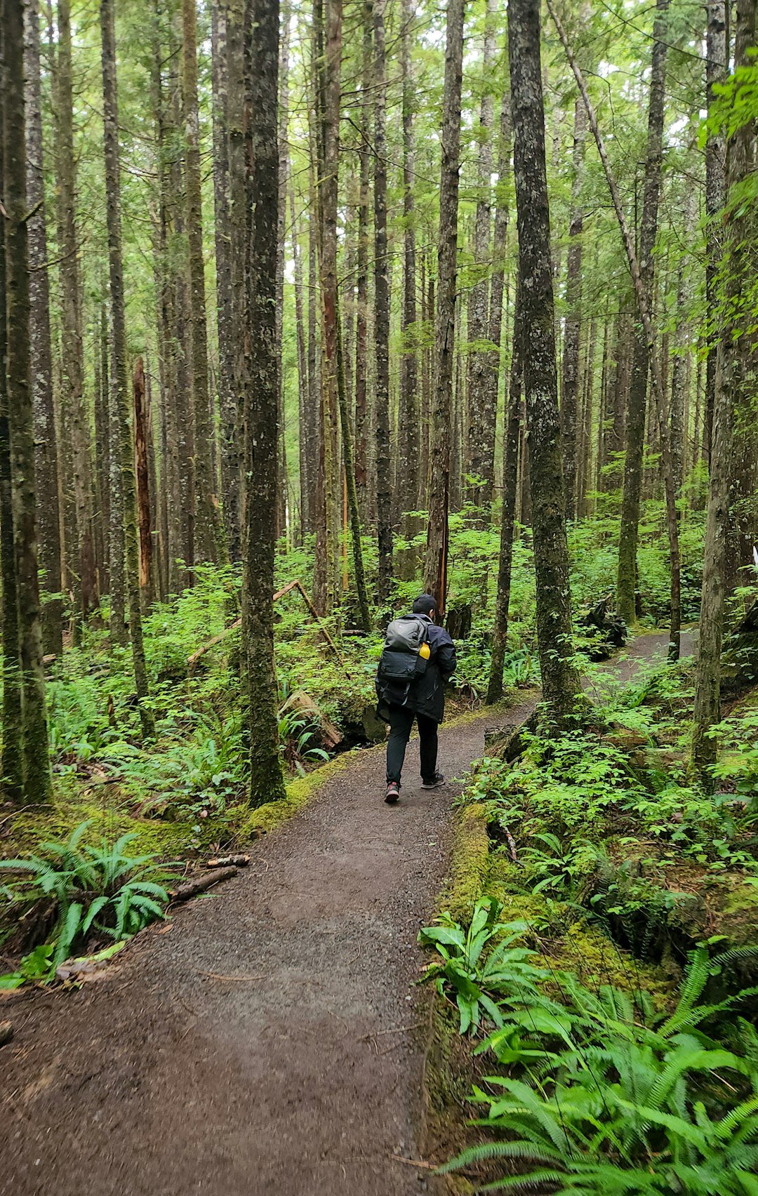 A person with a backpack walking through a forest