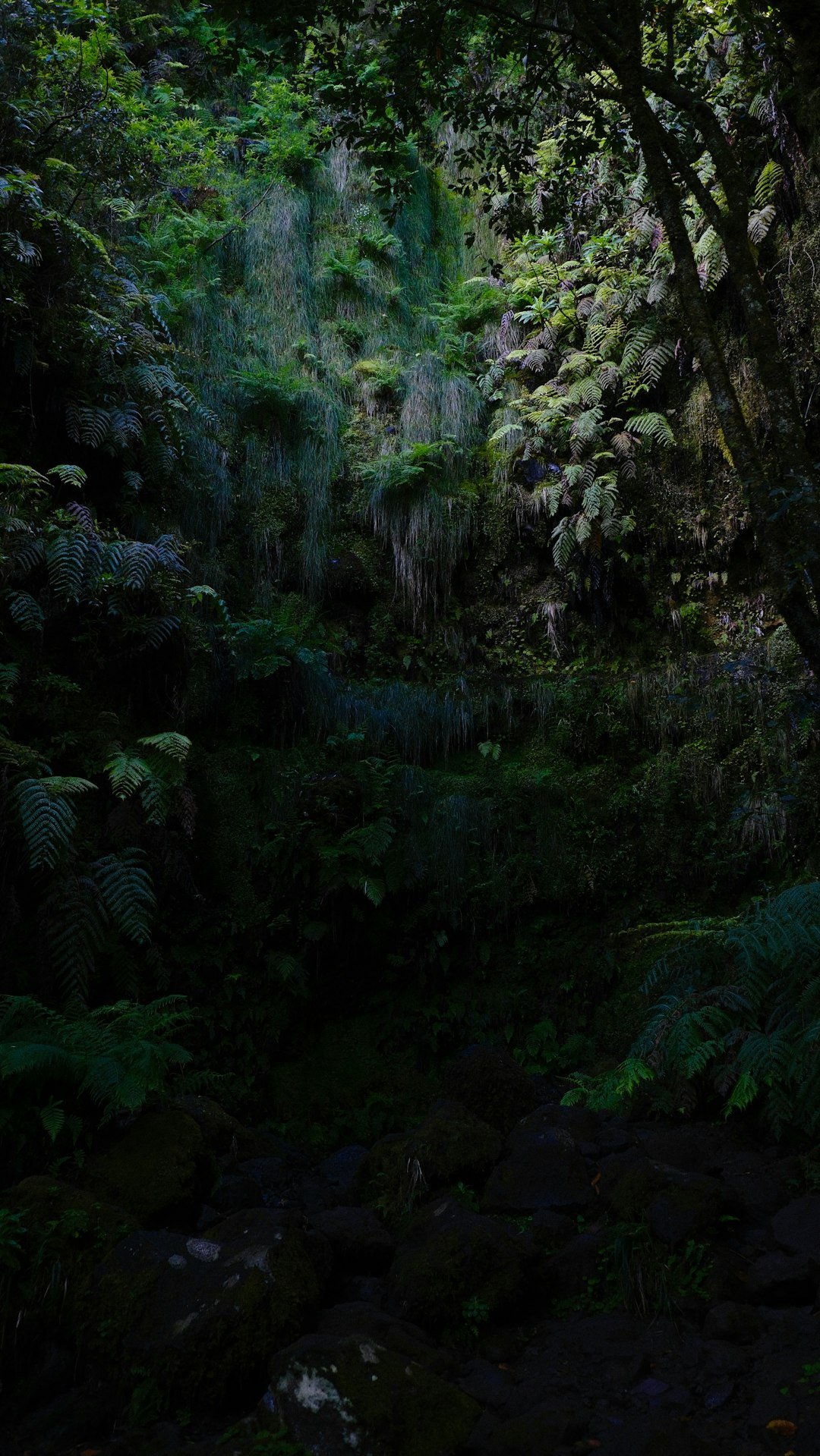 a lush green forest filled with lots of trees