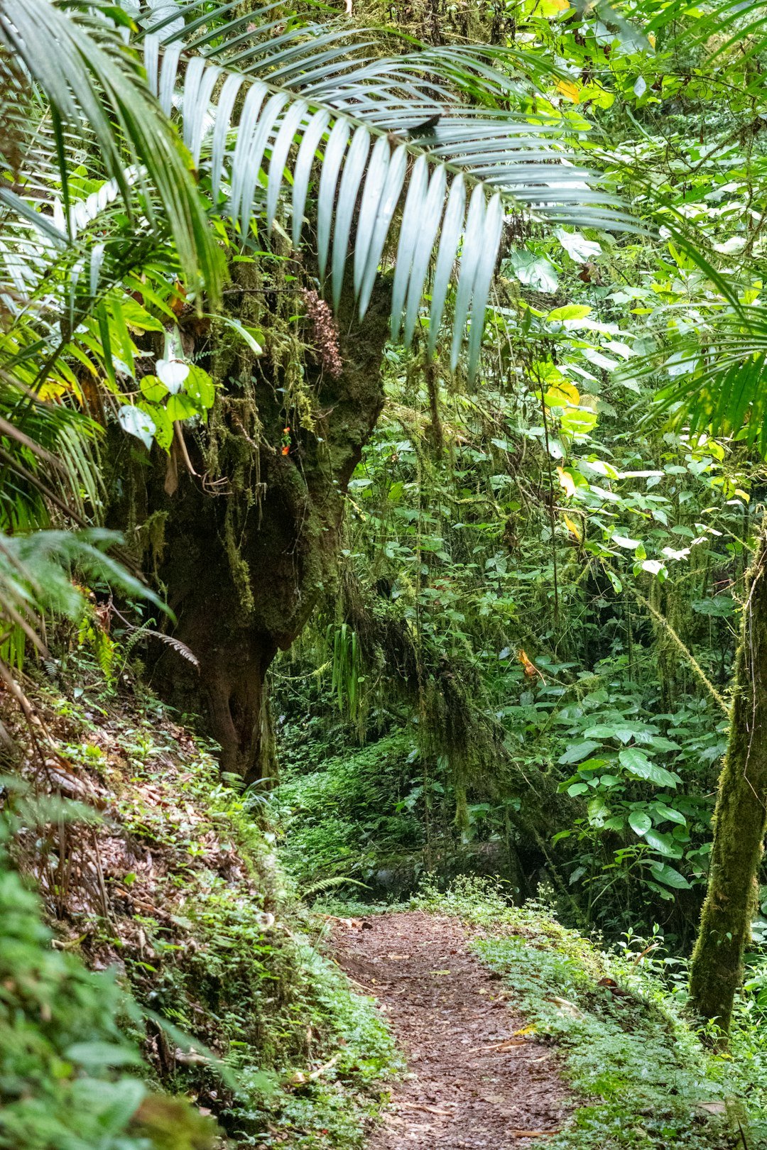 A path in the middle of a lush green forest
