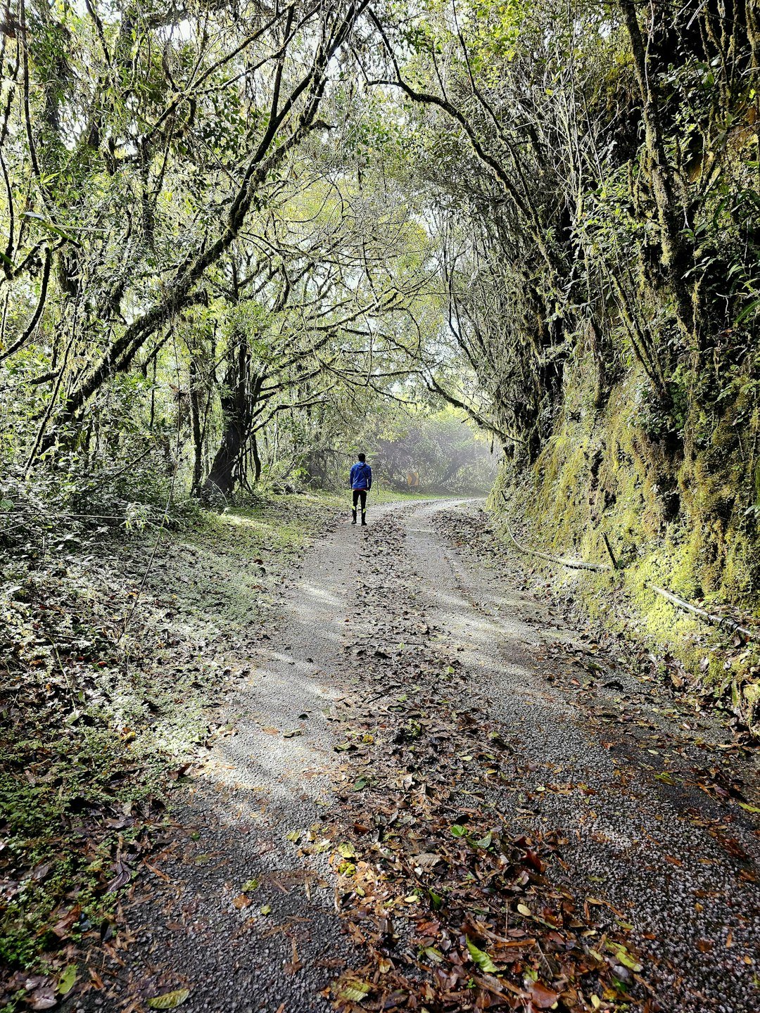 a person walking down a dirt road surrounded by trees