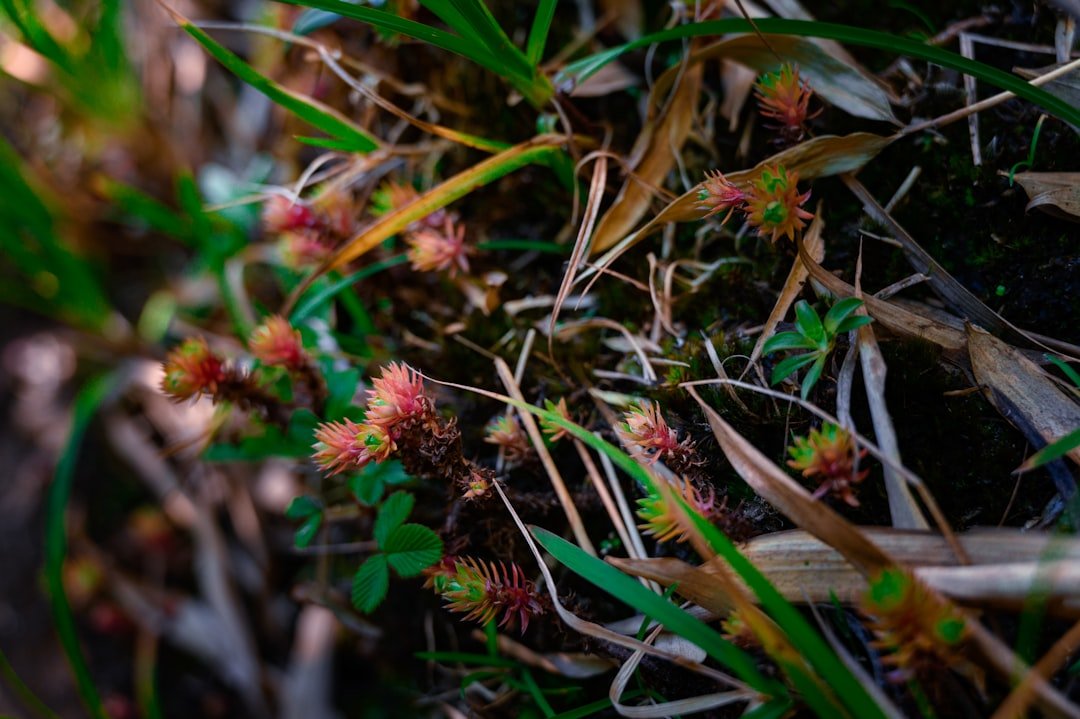 A close up of grass and flowers on the ground