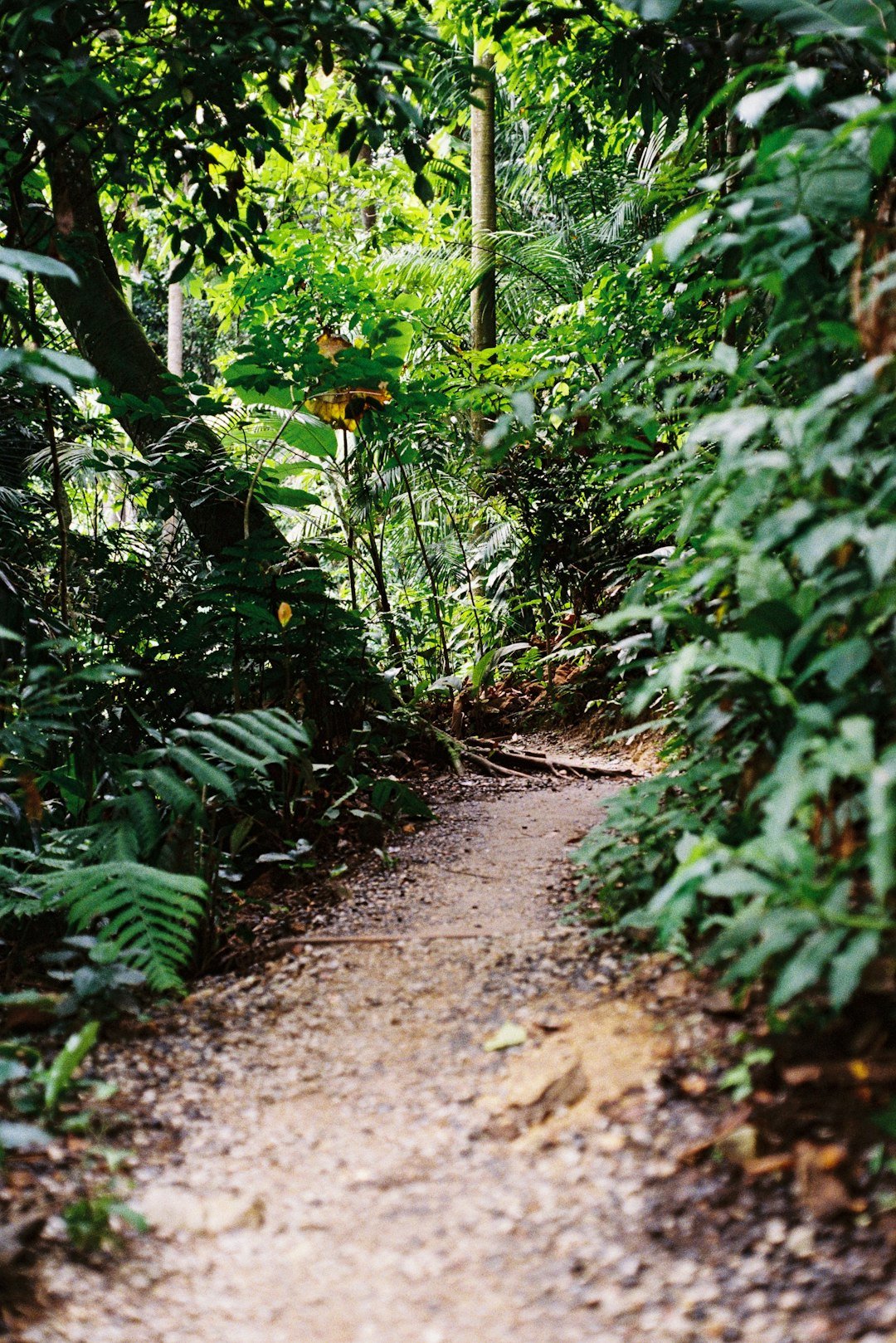 a dirt path in the middle of a forest