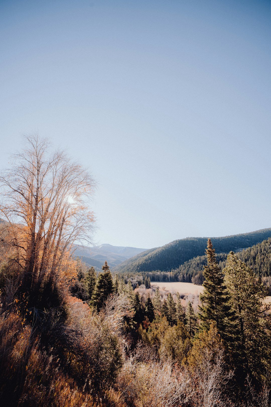 a field with trees and mountains in the background