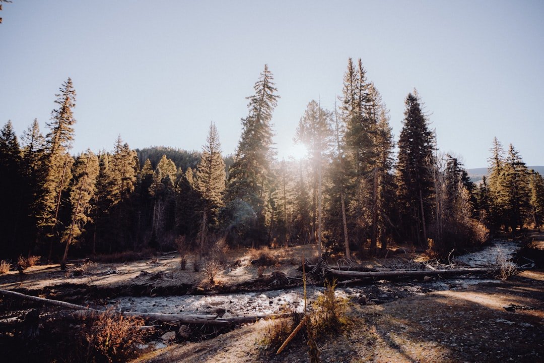 the sun shines through the trees in the forest