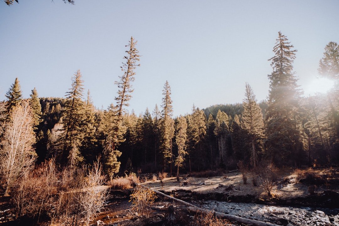 the sun shines through the trees in the forest