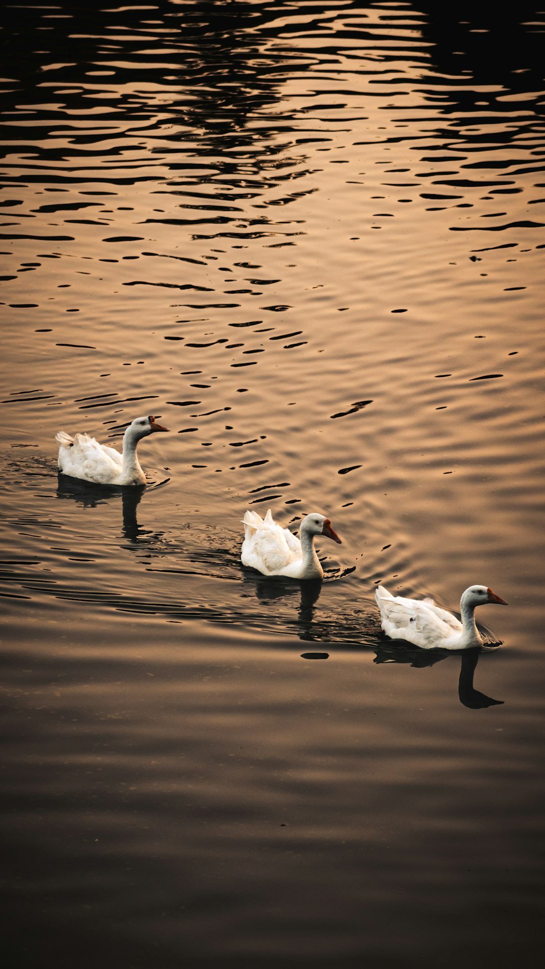a group of swans swimming in a lake