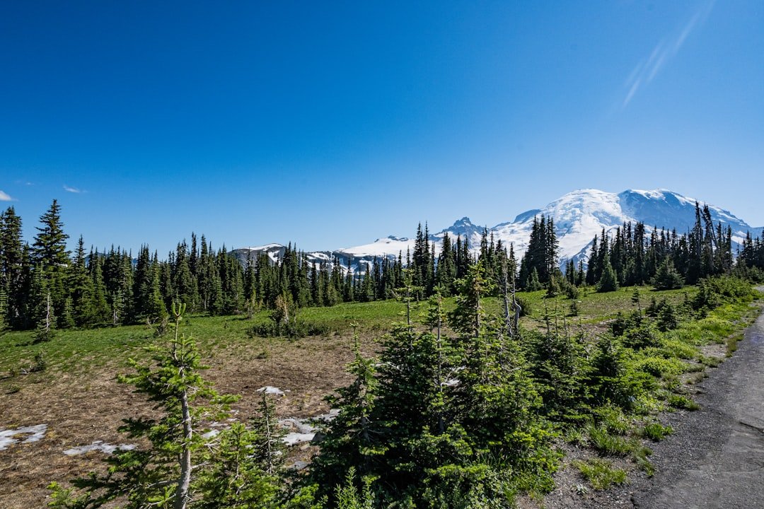 A scenic view of a forest and mountains