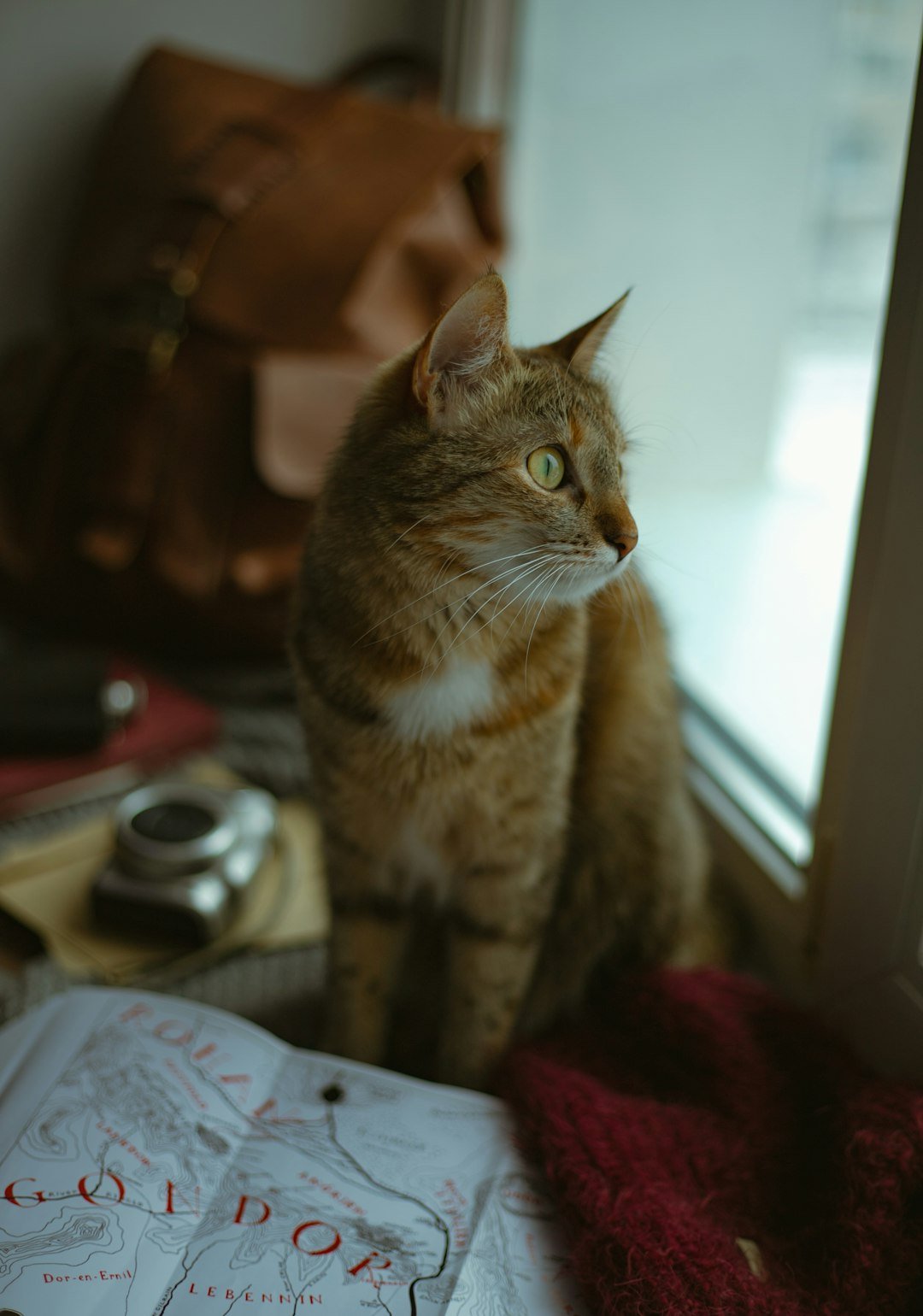 a cat sitting on a window sill next to a purse