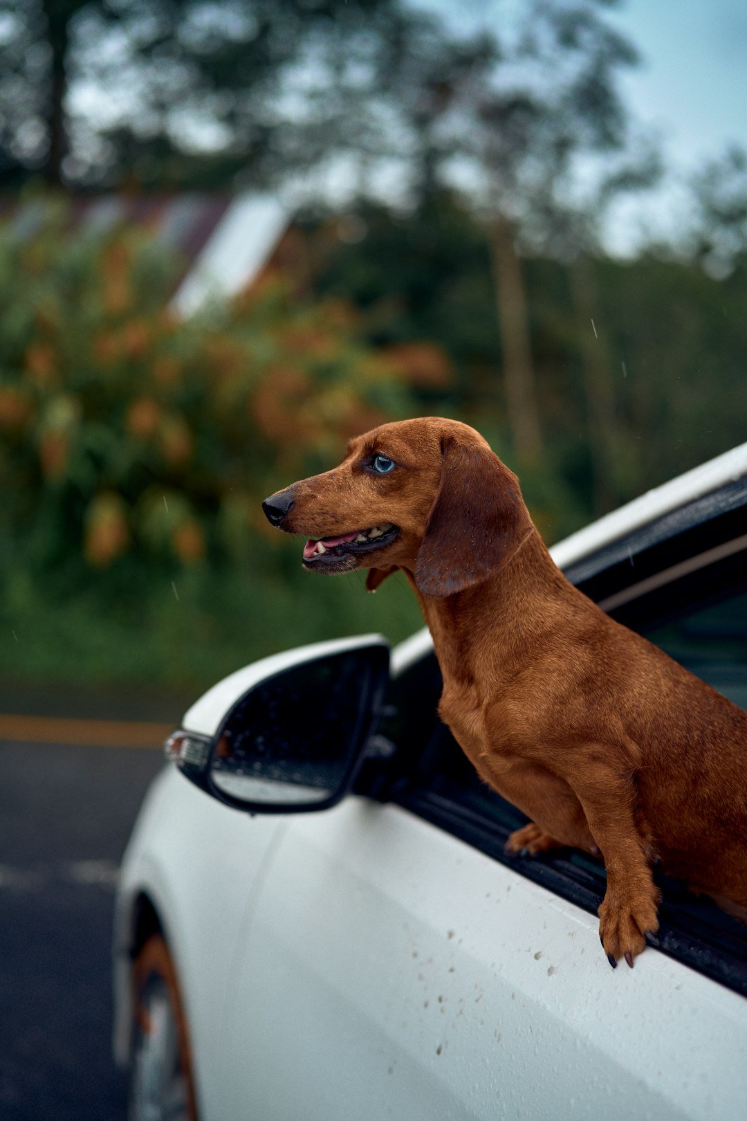 A dachshund enjoys the breeze from a car window.