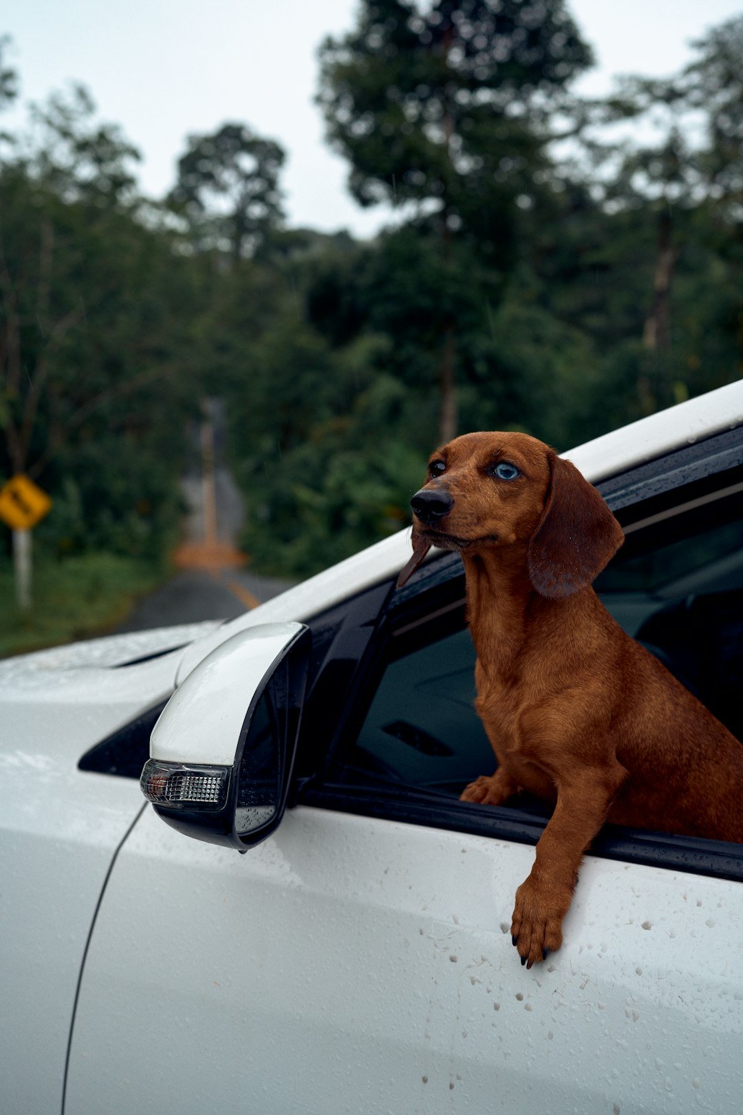 A dachshund enjoys the car ride with head out.