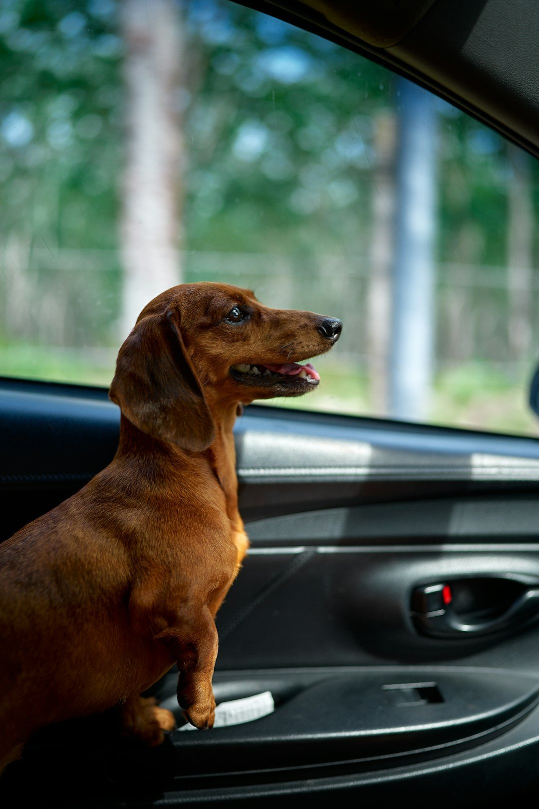 A dachshund enjoys a car ride with its head out.
