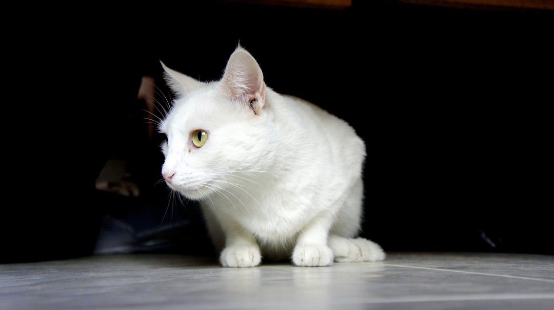 A white cat is sitting on the floor