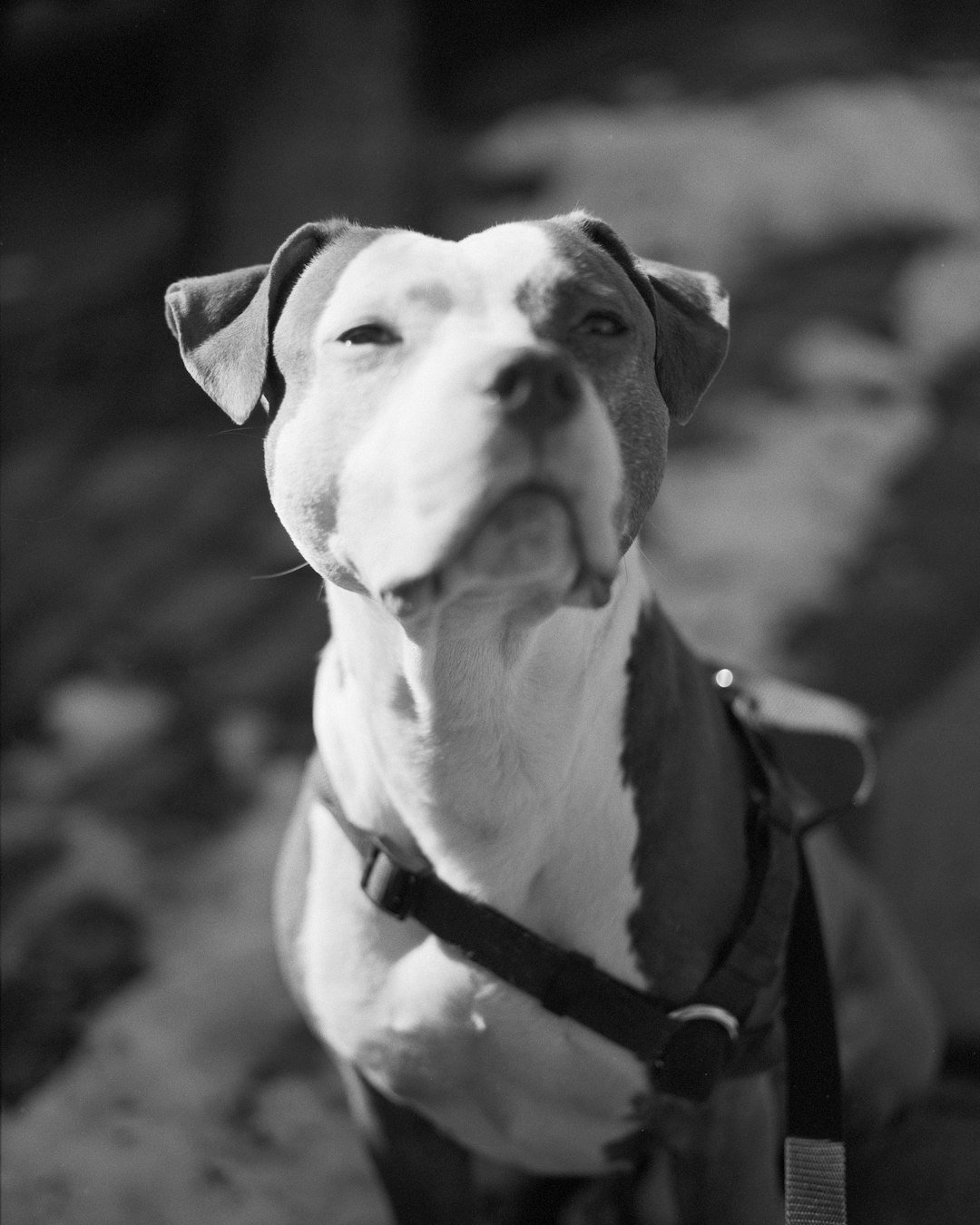 a dog wearing a harness