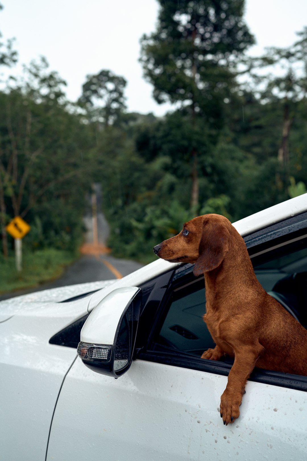 Dog enjoys a car ride with scenic views.
