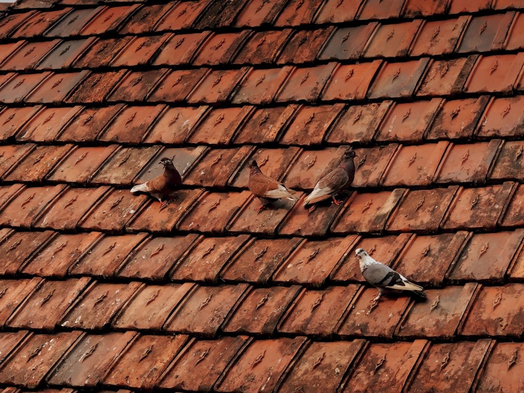 Pigeons are resting on a red tiled roof.