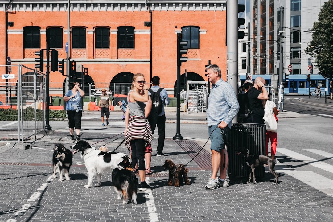 people walking their dogs