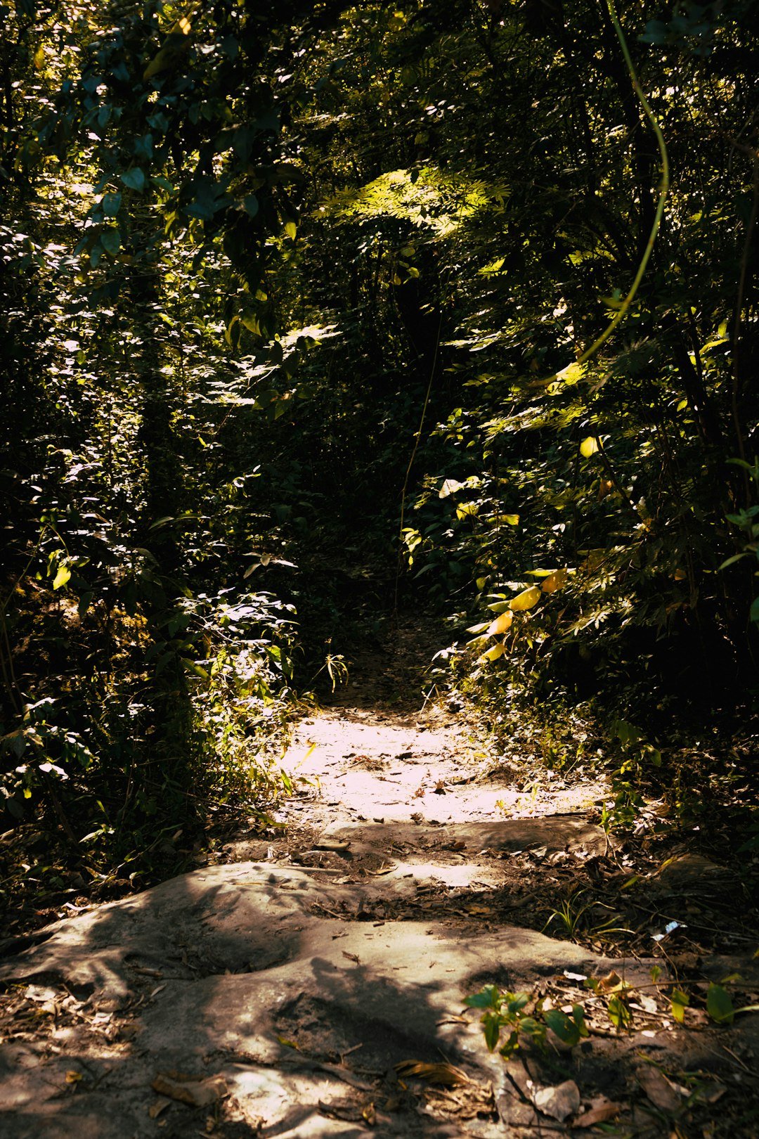 green trees and brown dirt road