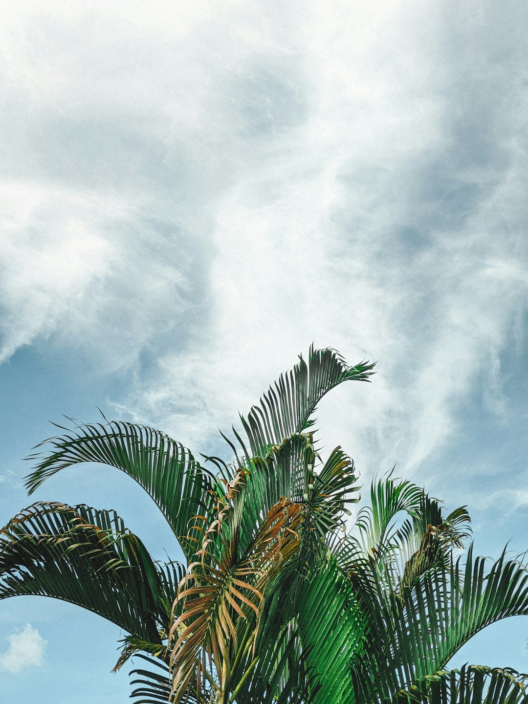 a palm tree with a blue sky in the background