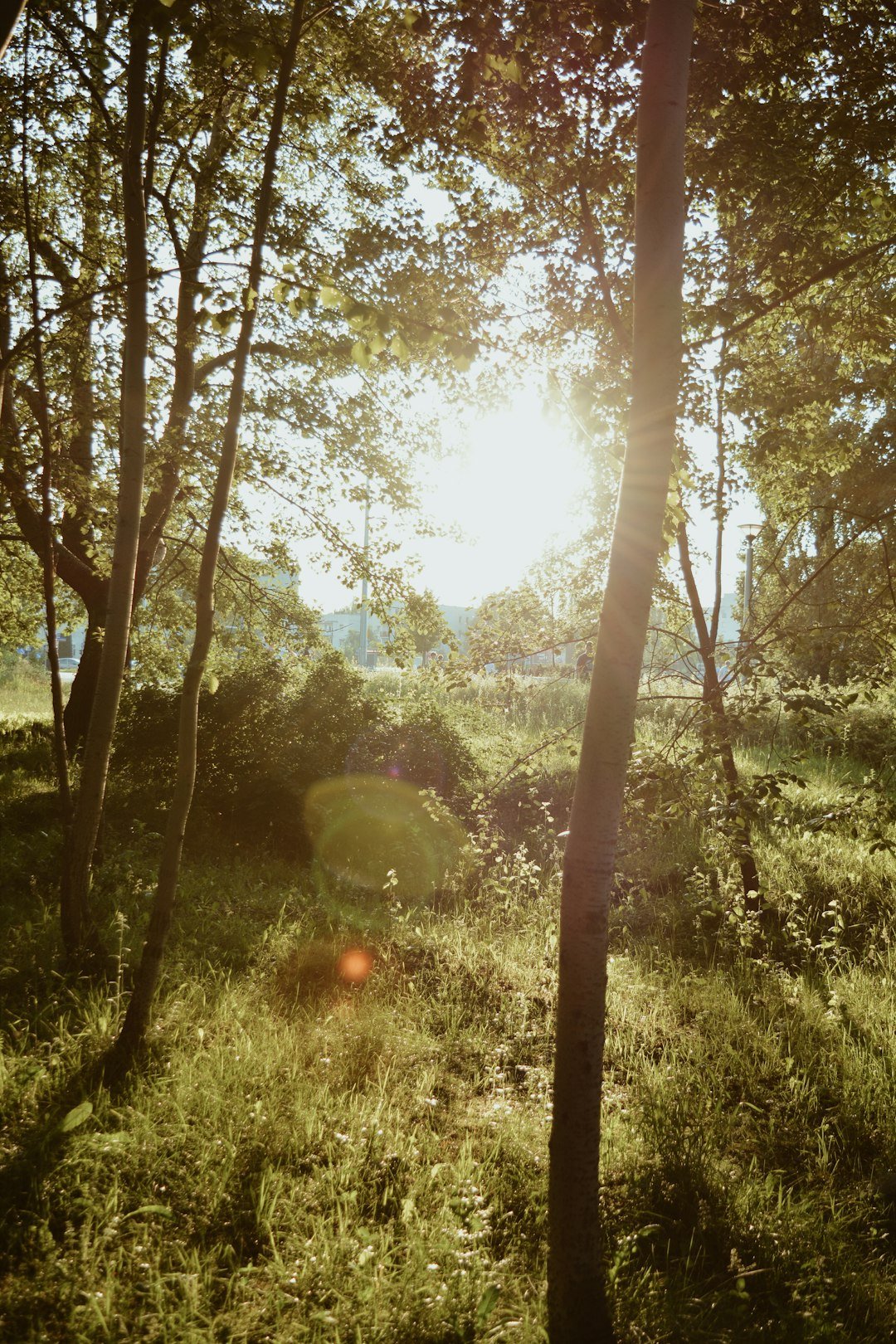 light through trees