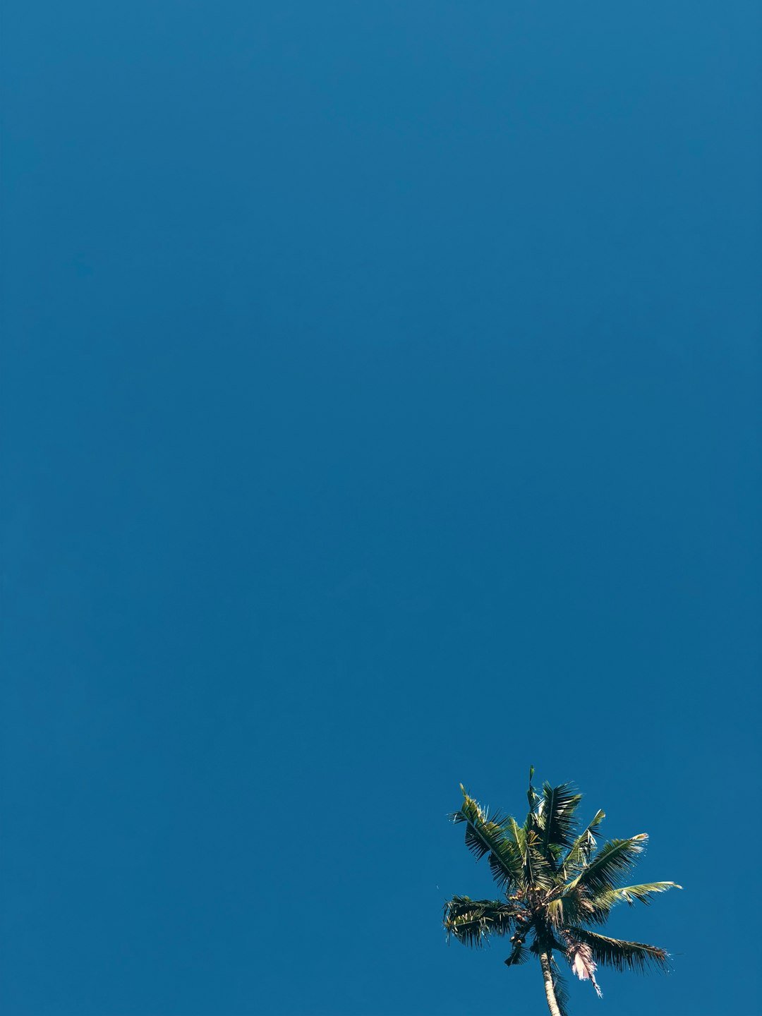 coconut tree