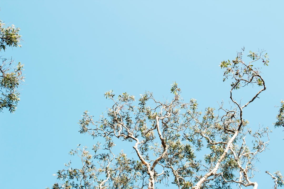 green-leafed trees