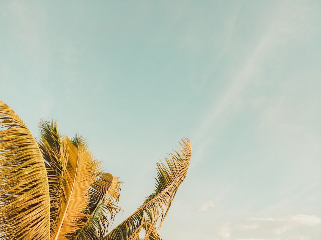 a palm tree with a blue sky in the background