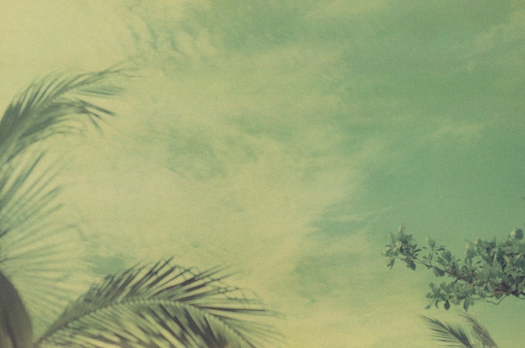 green coconut tree under cloudy sky