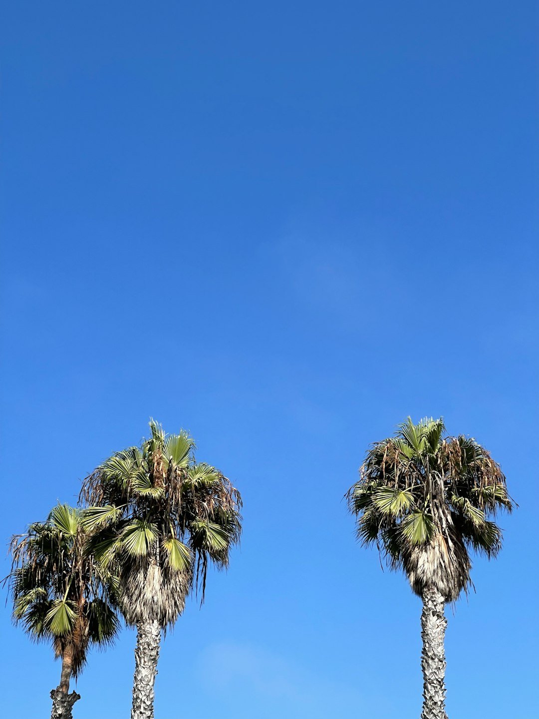 green palm tree under blue sky during daytime