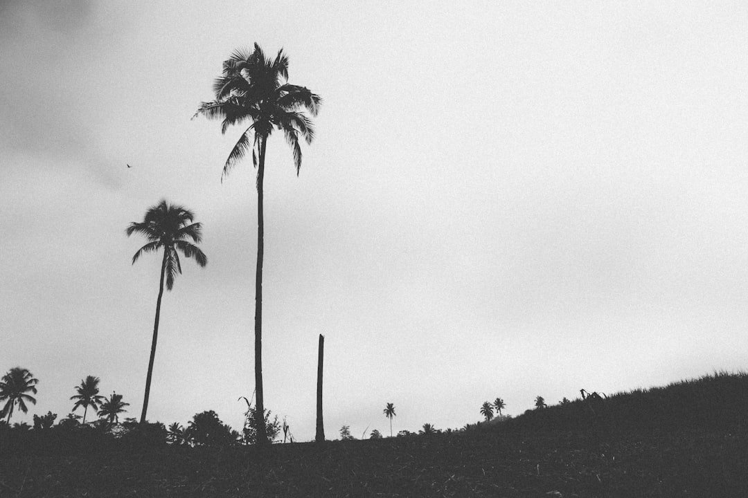 grayscale photo of palm trees