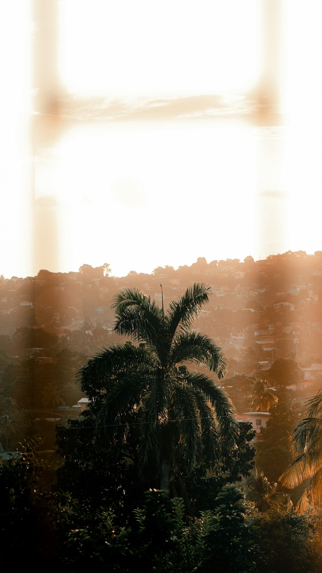 green palm tree during daytime
