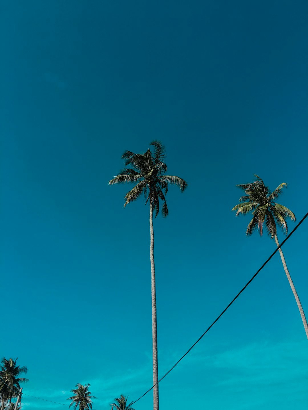 two green coconut trees under calm blue sky