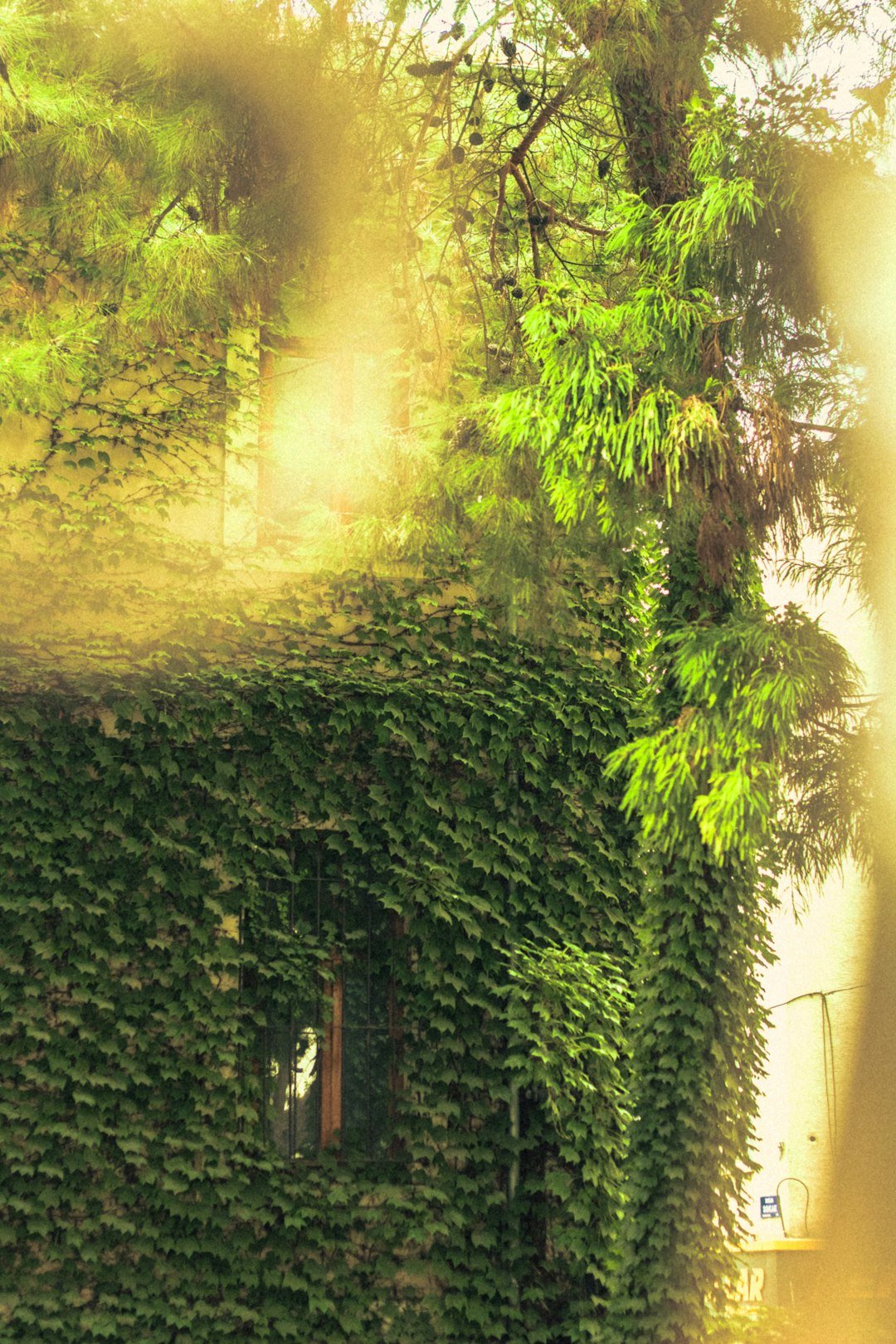 a tree in a forest